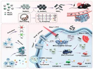 adfm70489-fig-0009-m